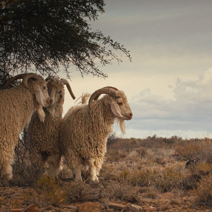 South Africa, Frances VH Mohair, Rug Weaving & Knitwear