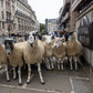 Sunday 28 September, 10 - 4 pm : Sheep Drive, The Woolmen Sheep Drive and  Livery Fair