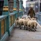 Sunday 28 September, 10 - 4 pm : Sheep Drive, The Woolmen Sheep Drive and  Livery Fair
