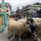 Sunday 28 September, 10 - 4 pm : Sheep Drive, The Woolmen Sheep Drive and  Livery Fair