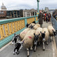 Sunday 28 September, 10 - 4 pm : Sheep Drive, The Woolmen Sheep Drive and  Livery Fair