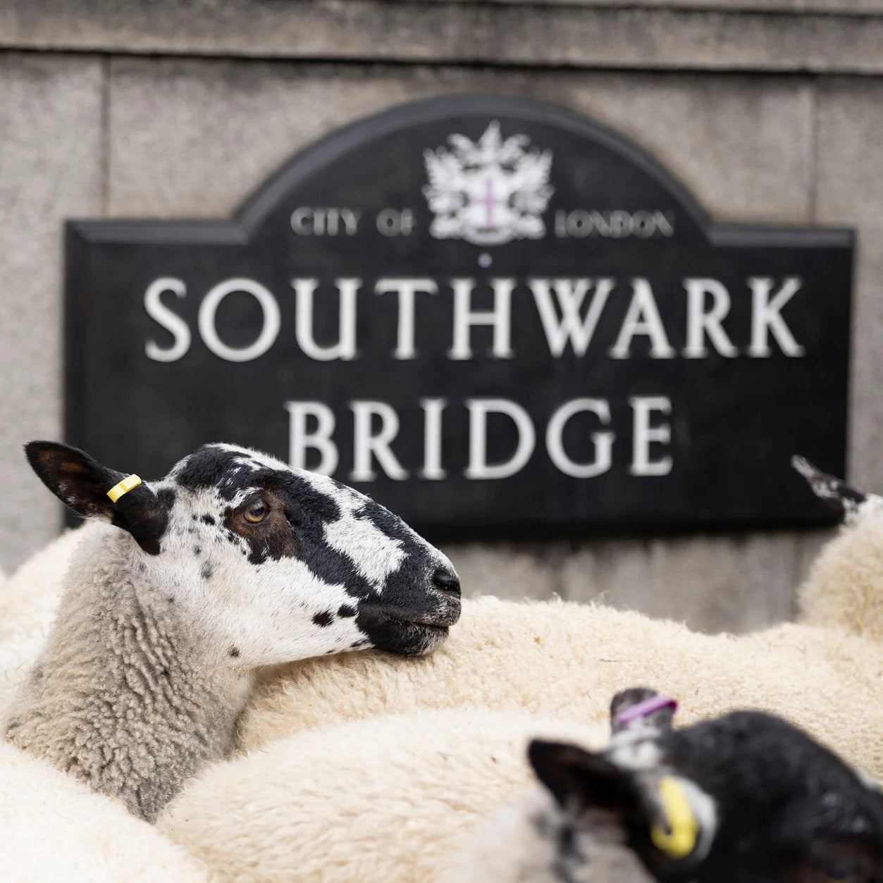 Sunday 27 September, 10-4 p.m.: Sheep Drive: The Woolmen Sheep Drive and Livery Fair