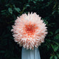 Issue 130 Flower