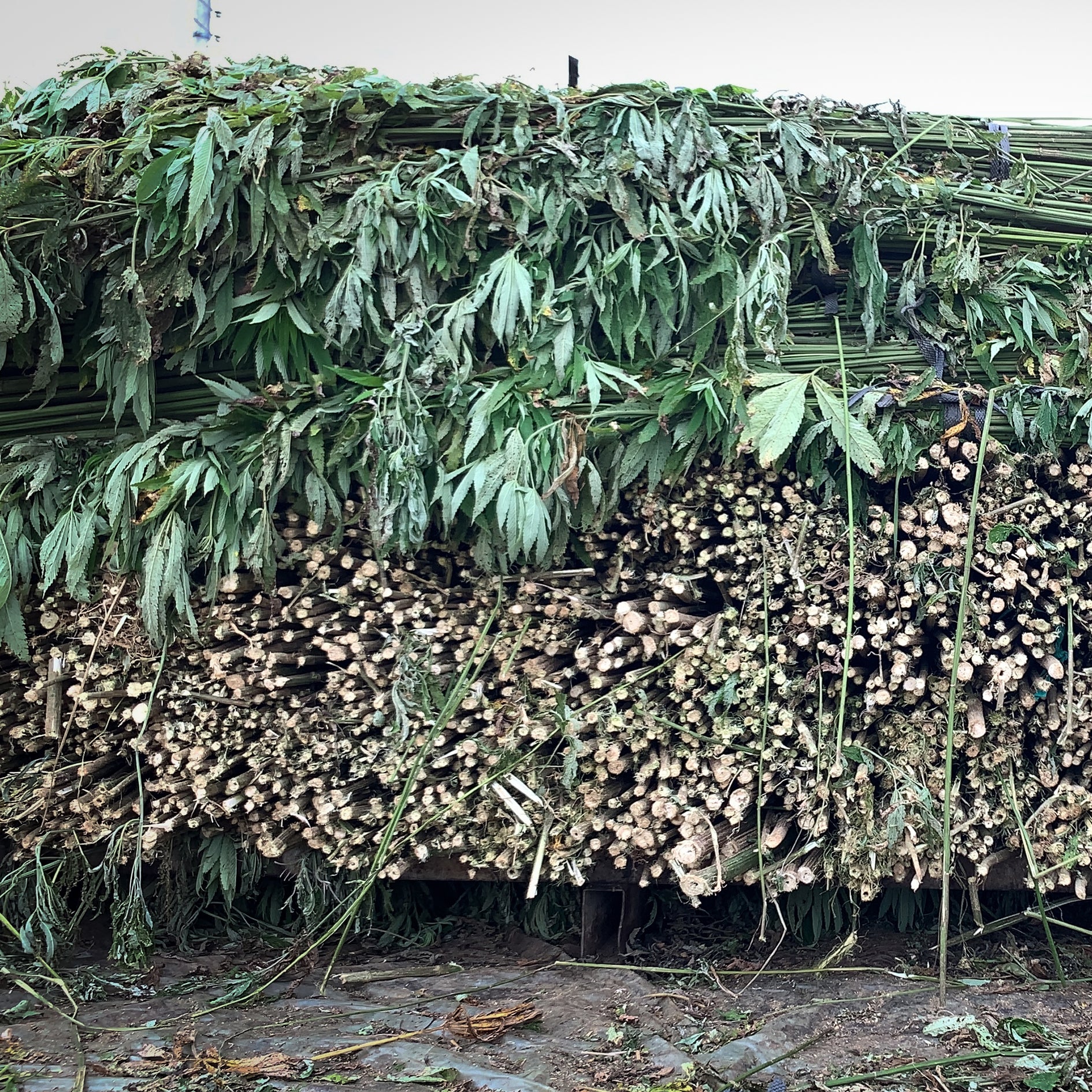 Issue 108 Farm