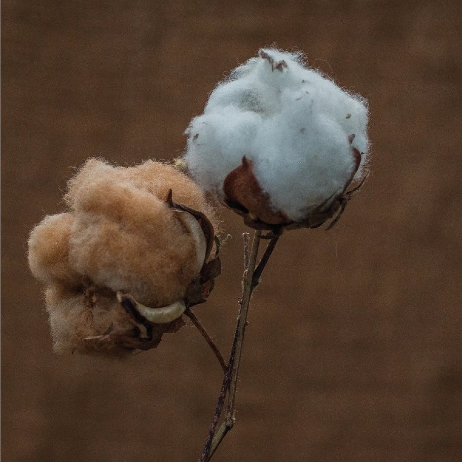 Cotton with Sally Fox, Marzia Lanfranchi, Giorgio Riello, Barbara Hahn, Adele Stafford and Trevor Burnard