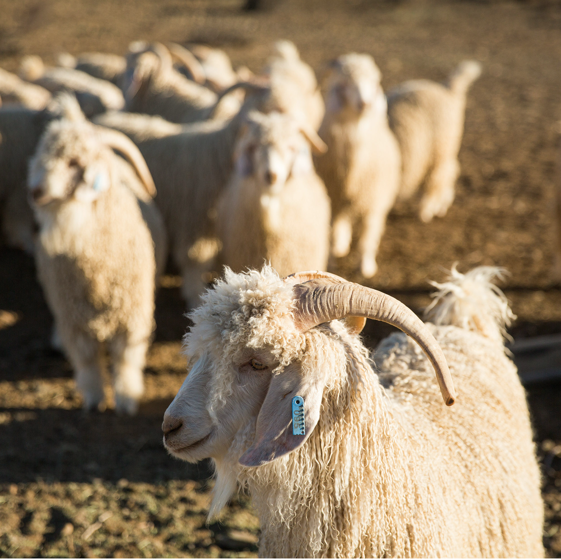 Ancient and Modern & Farm to Fabric, hosted by Polly Leonard of Selvedge Magazine, UK
