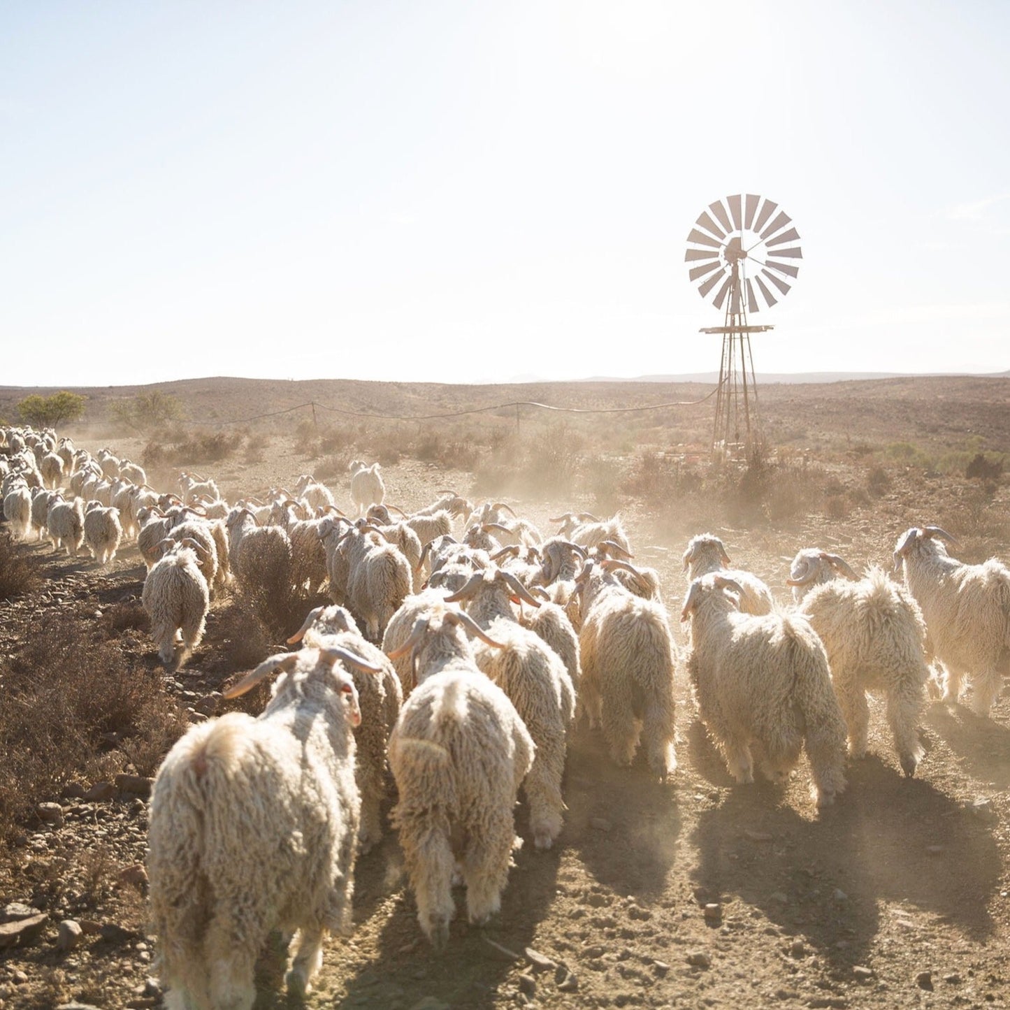 South Africa, Frances VH / Frances van Hasselt , Mohair Rug Weaving & Knitwear