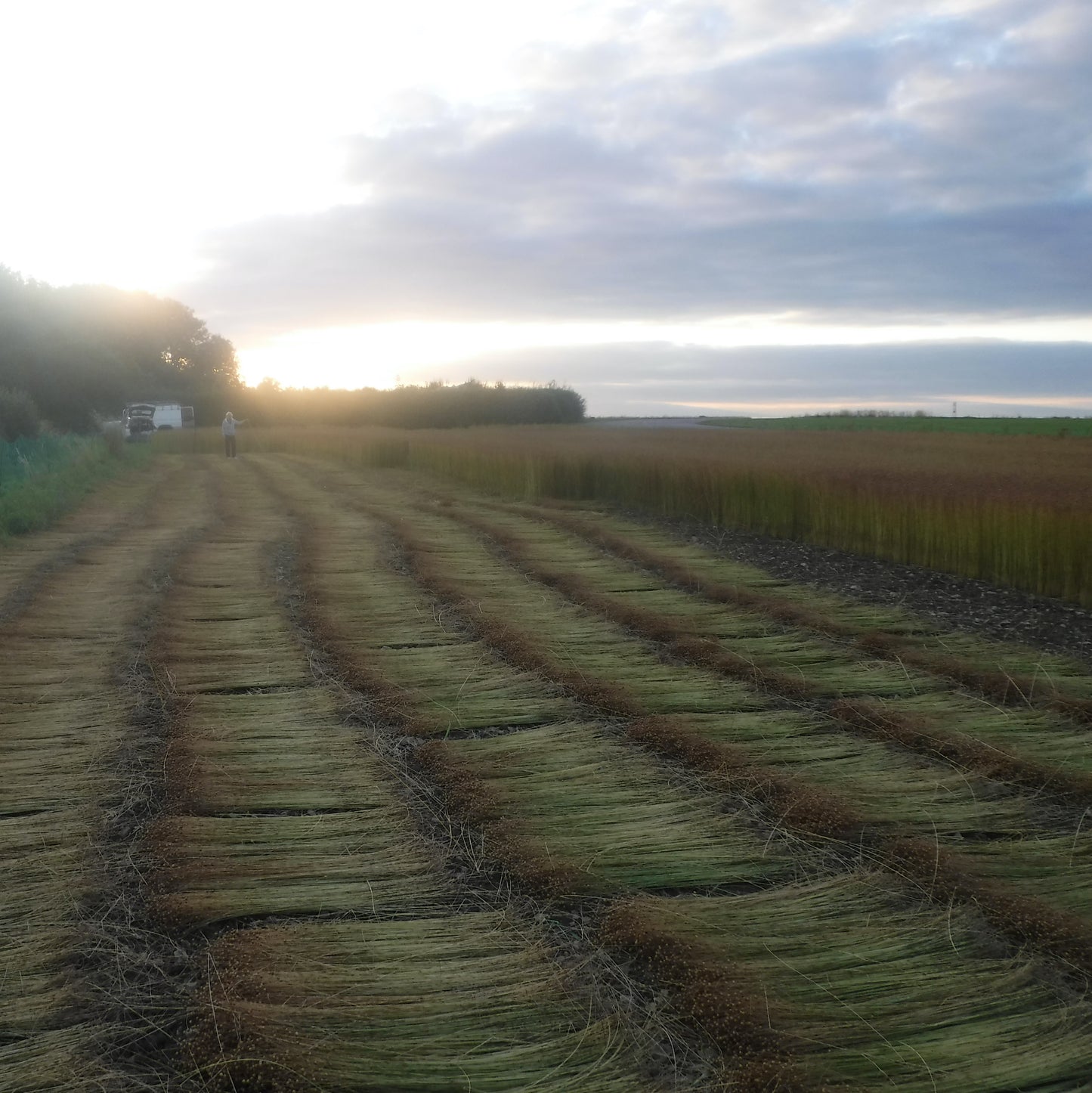Slow TV, Linen Harvest, FREE EVENT