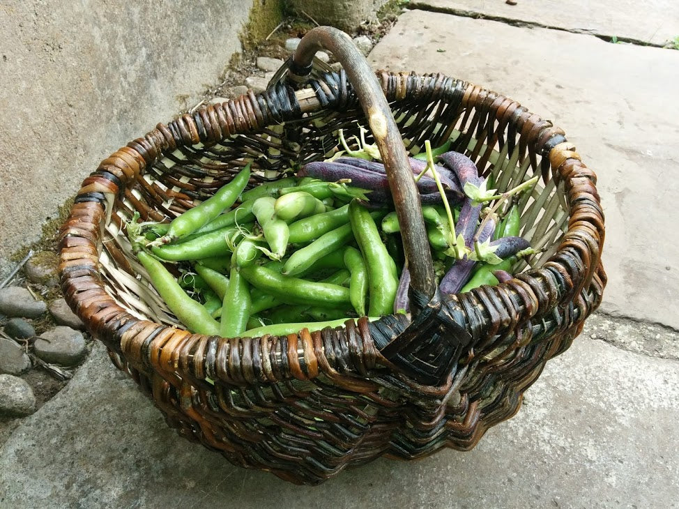 England, Hilary Burns, Harvest Basket