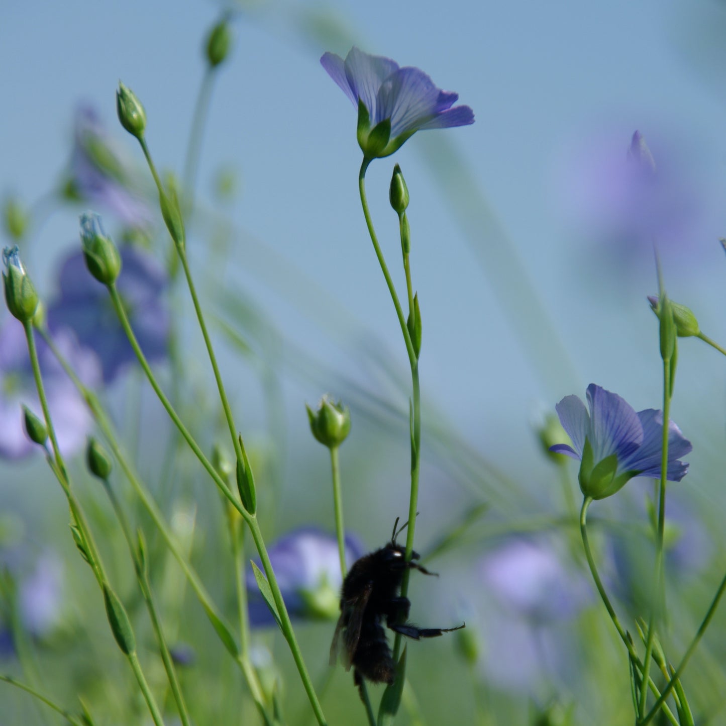 Slow TV, Linen Harvest, FREE EVENT