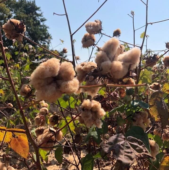 Ancient and Modern & Farm to Fabric, hosted by Polly Leonard of Selvedge Magazine, UK