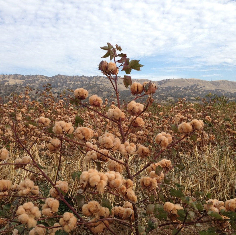 Cotton with Sally Fox, Marzia Lanfranchi, Giorgio Riello, Barbara Hahn, Adele Stafford and Trevor Burnard