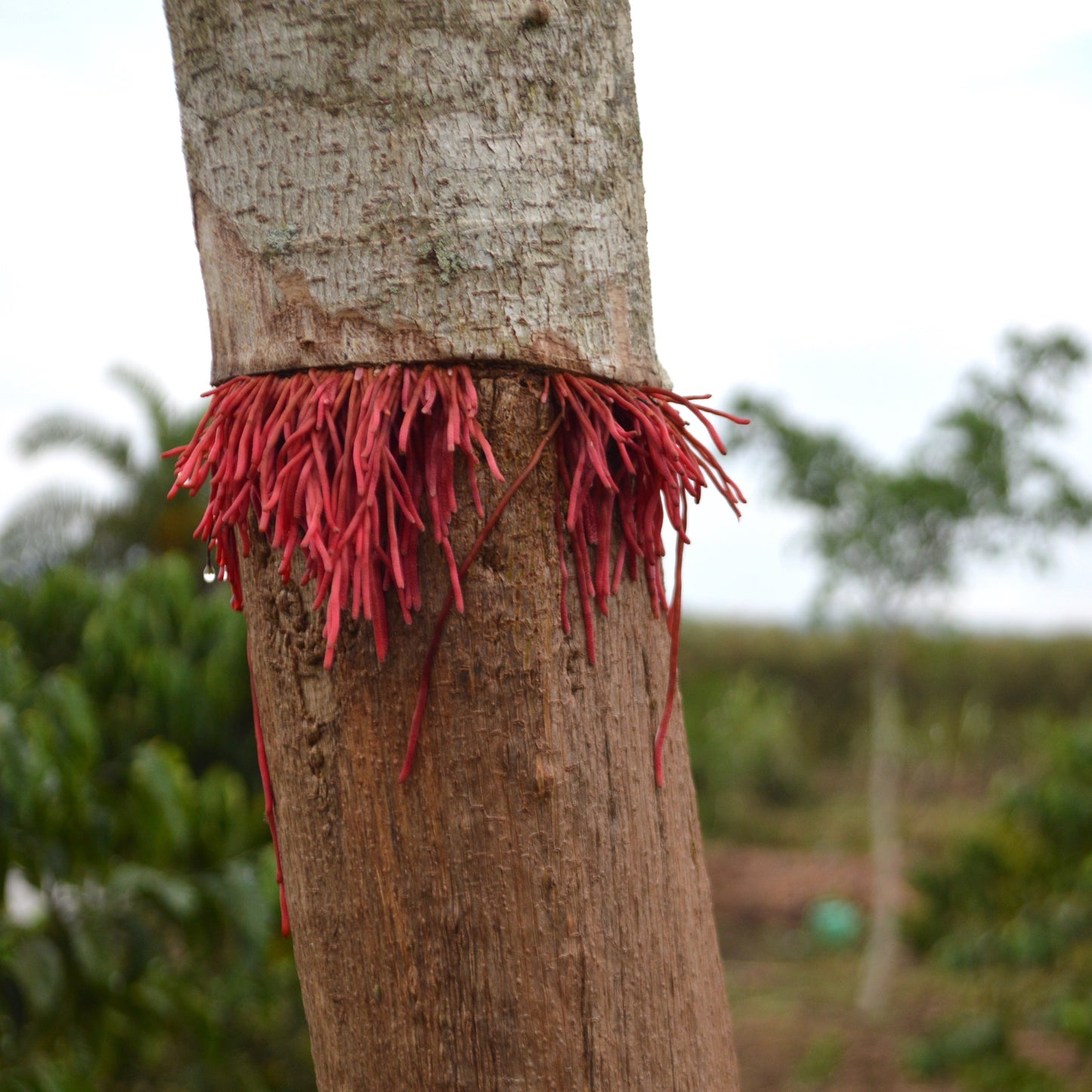 Uganda & United States Cross Cultural Collaboration, Mekeka Designs, Bark Cloth