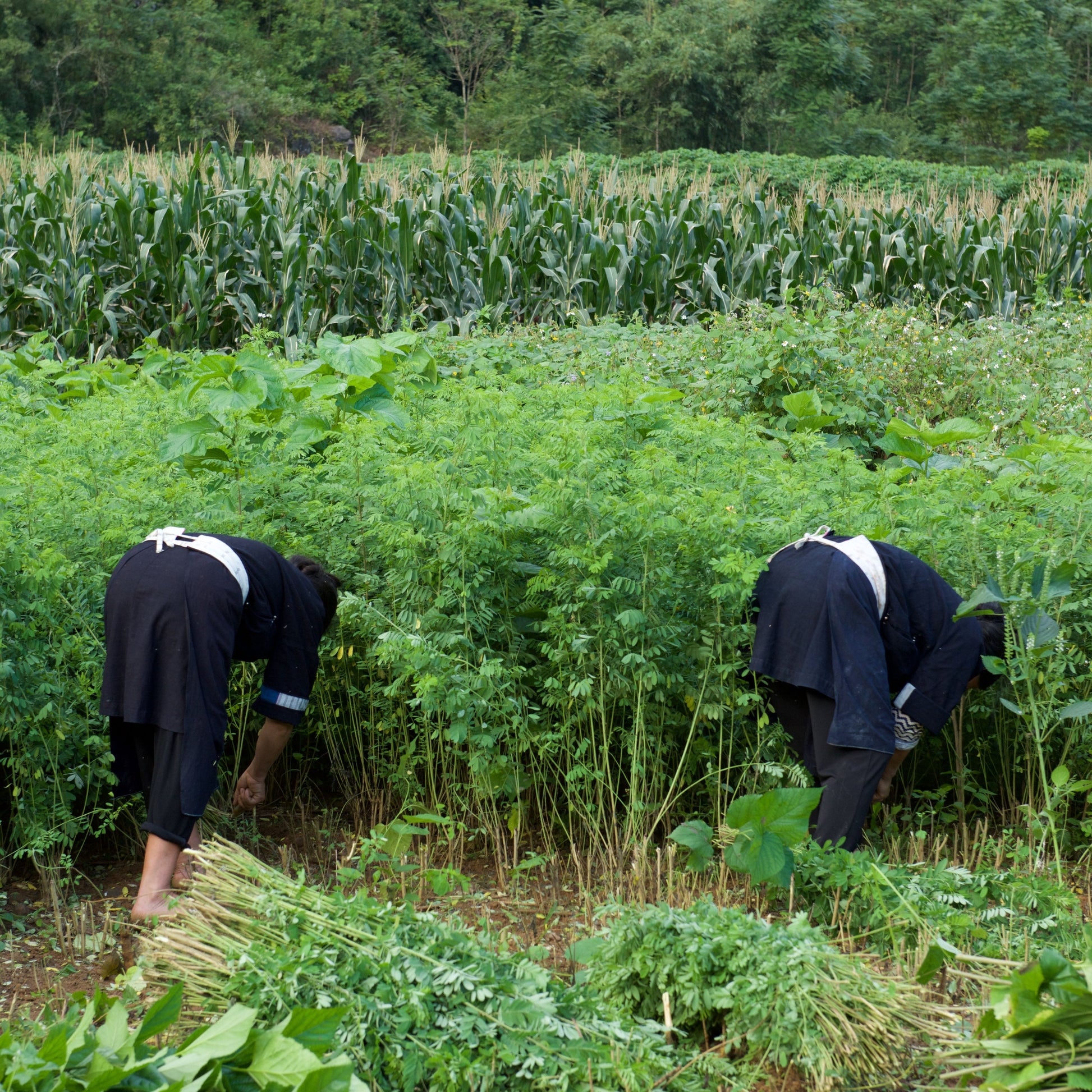 Ancient and Modern & Farm to Fabric, hosted by Polly Leonard of Selvedge Magazine, UK