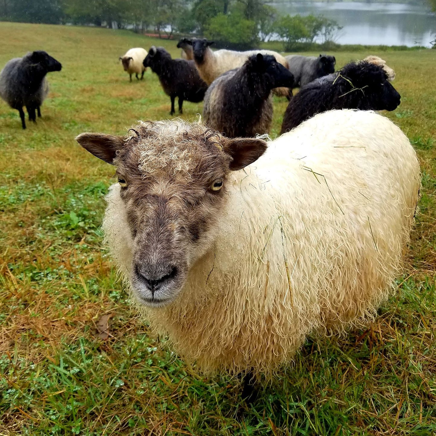 United States, Sweet Tree Hill Farm / Kathleen Oliver, Knitting