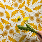 Pattern Play with Heather Moore, Kirk Brown II, Nicola Cliffe, Pauline Greuell, Sarah Burns and Sarah Campbell