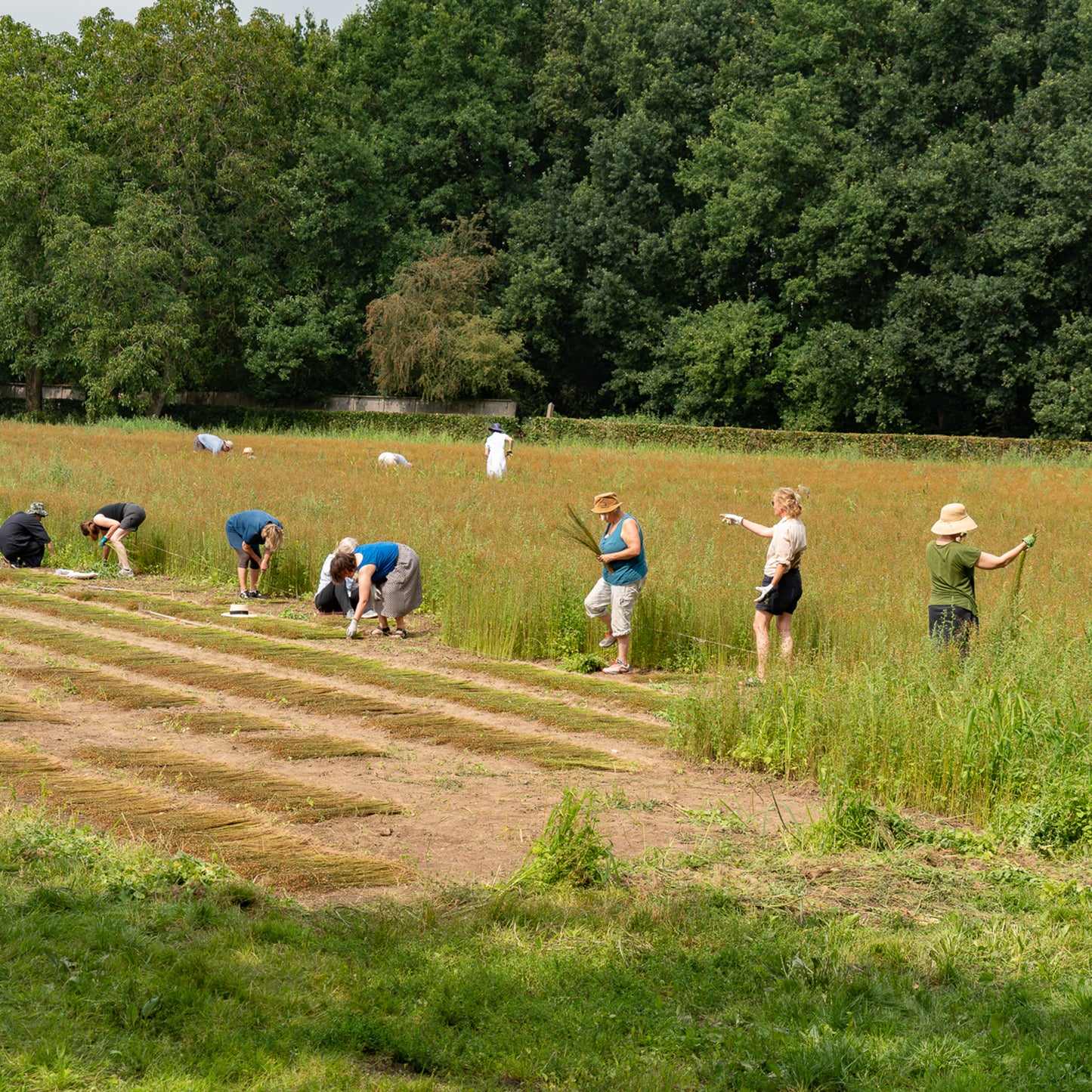 Linen with John Ennis, Flaxland, European Confederation of Flax & Hemp and The Linen Project