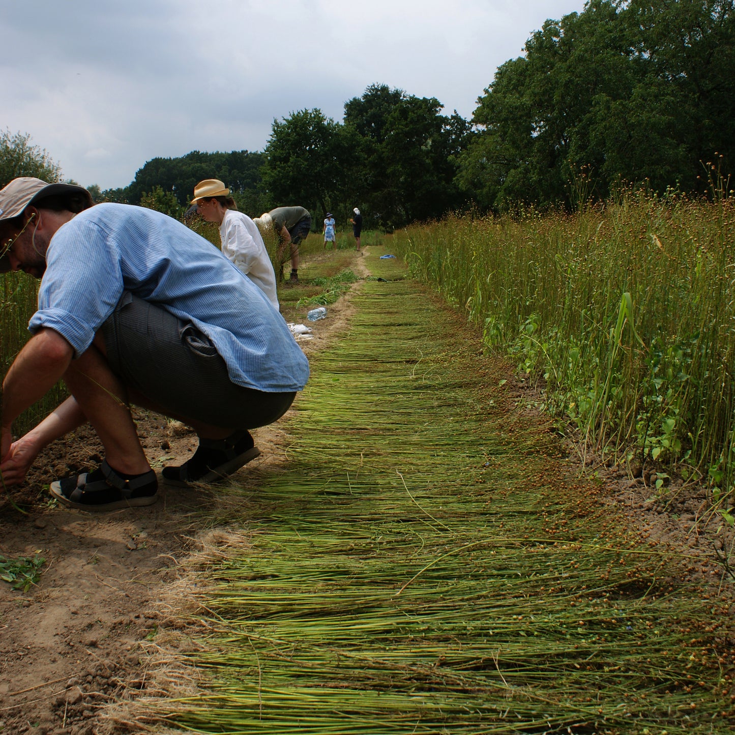 Linen with John Ennis, Flaxland, European Confederation of Flax & Hemp and The Linen Project