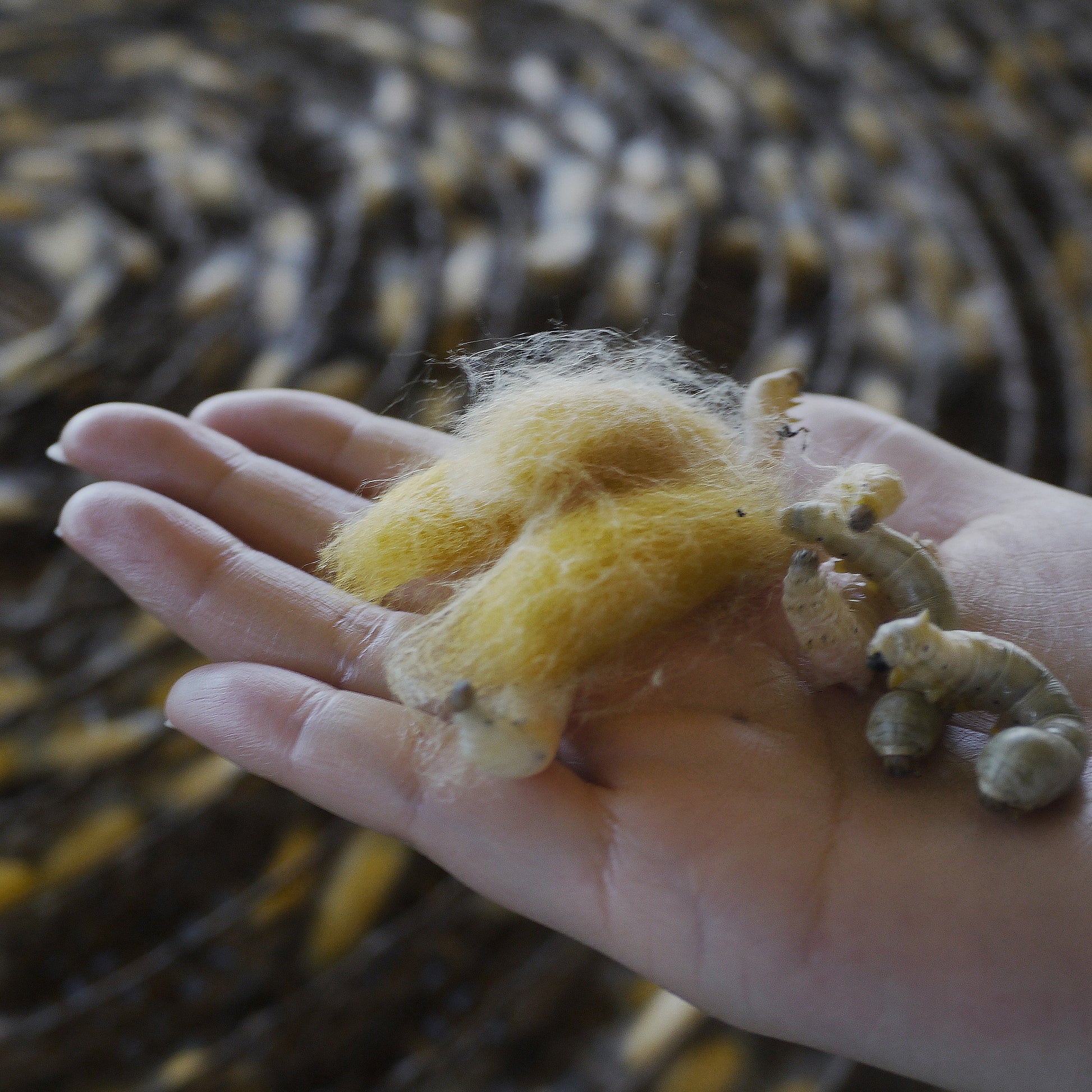 Ancient and Modern & Farm to Fabric, hosted by Polly Leonard of Selvedge Magazine, UK