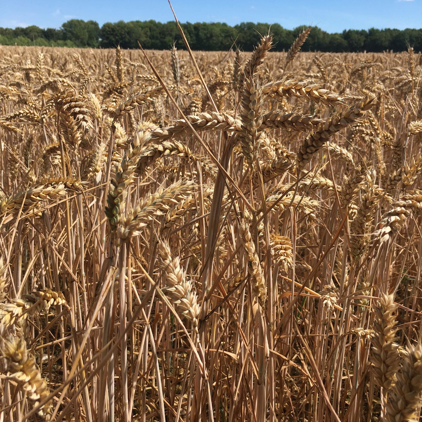 Harvest with Hilary Burns, Rachel Frost, Veronica Main and Karolina Merska