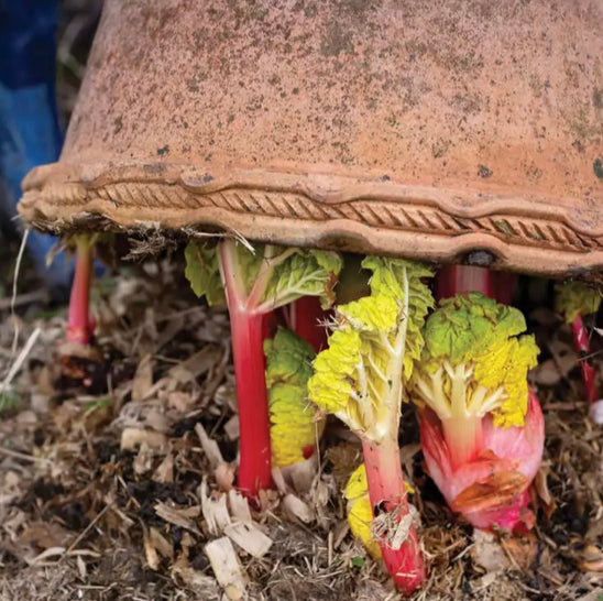 How to Make Rhubarb Bolero with Bella Gonshorovitz