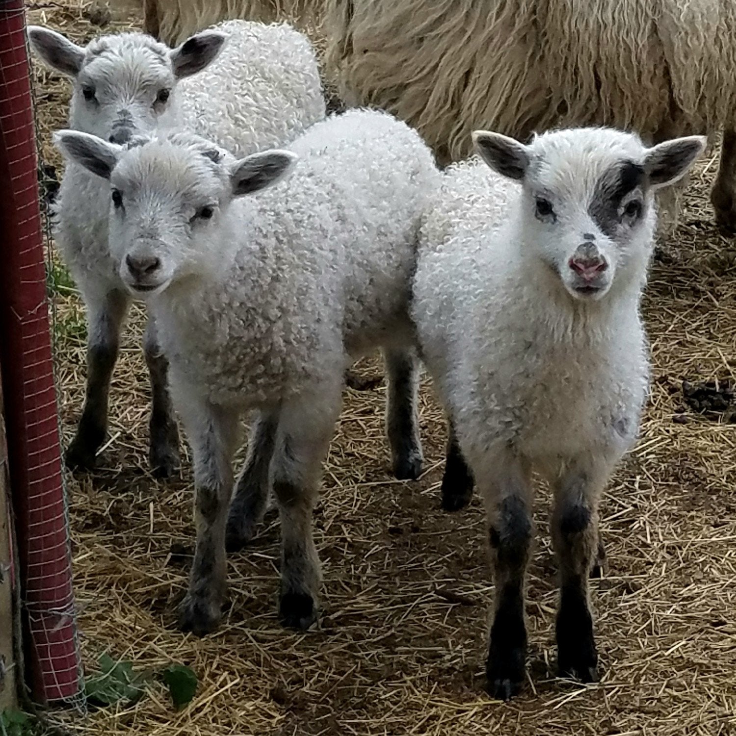 Ancient and Modern & Farm to Fabric, hosted by Polly Leonard of Selvedge Magazine, UK
