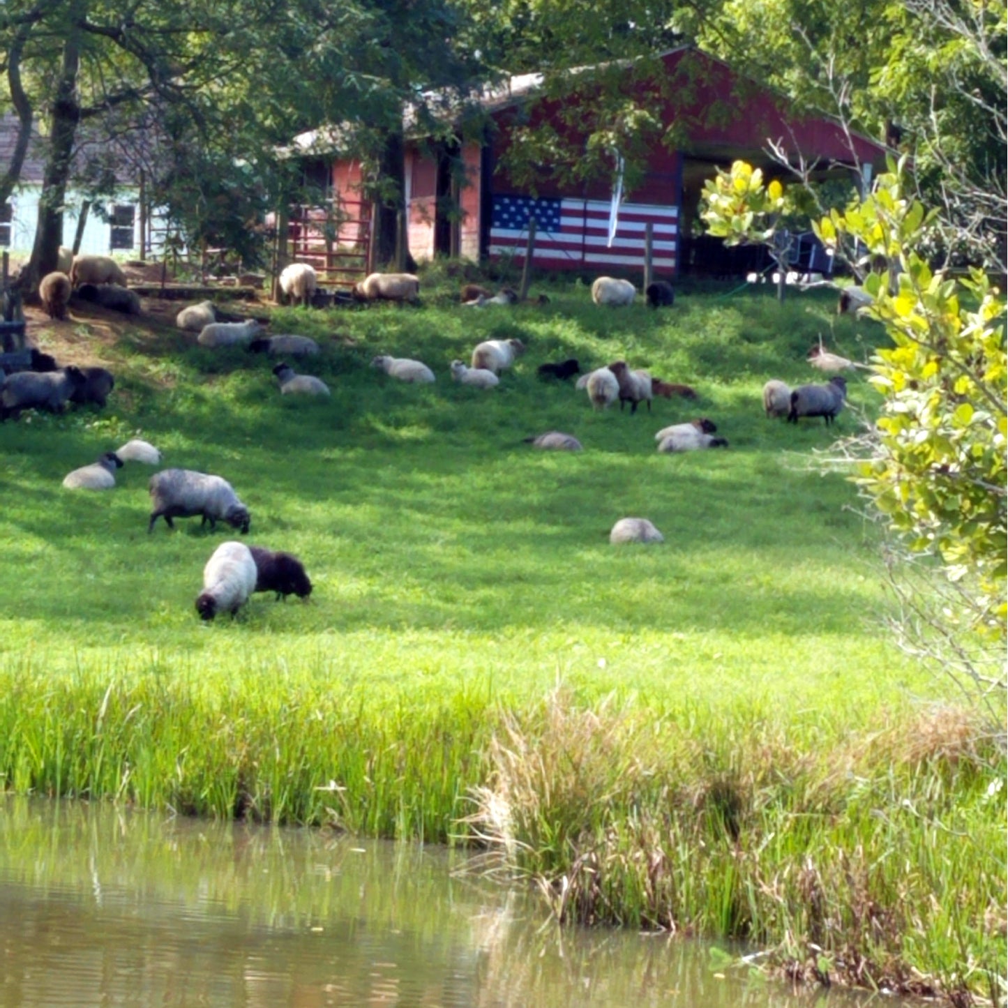 United States, Sweet Tree Hill Farm / Kathleen Oliver, Knitting